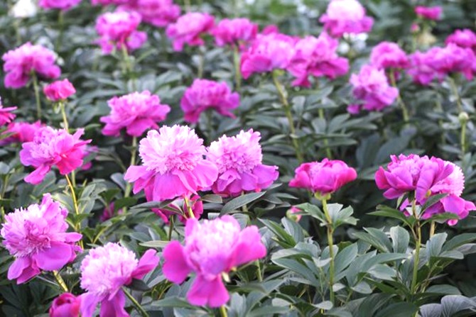 claus_20100603_183154