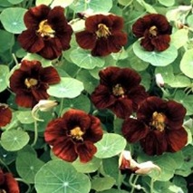 Nastertium_Black_Velvet