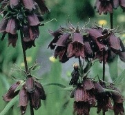 [Penstemon_whippleanus1[6].jpg]