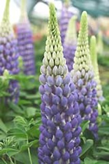 Lupinus-Persian-Slipper-020[1]