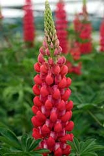 Lupinus-Red-Rum-040608[1]