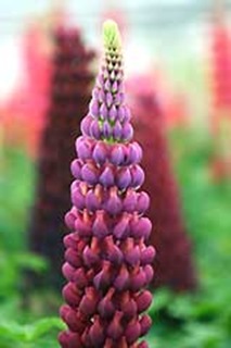 Lupinus-Masterpiece-010608[1]