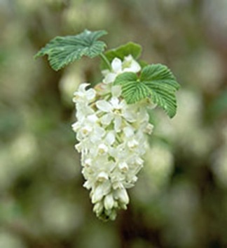 Ribes-sanguineum-White-Ici[1]