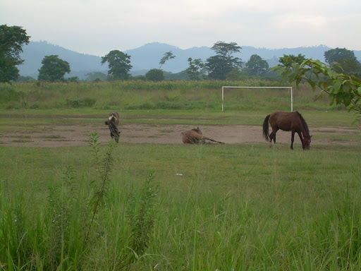 horses