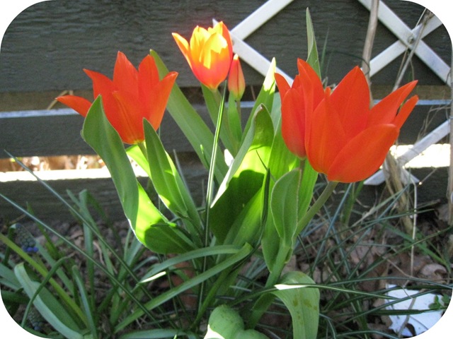 [Tulipaner1, picniked[3].jpg]