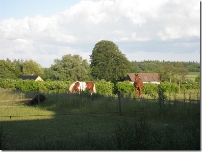 På besøg hos Michelle i Ringsted, 20. juni 09, heste