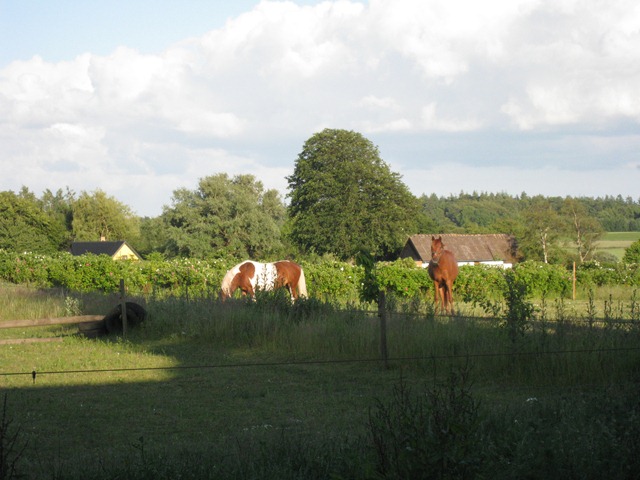 [På besøg hos Michelle i Ringsted, 20. juni 09, heste[3].jpg]