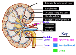 [How Kidney works 5[3].gif]