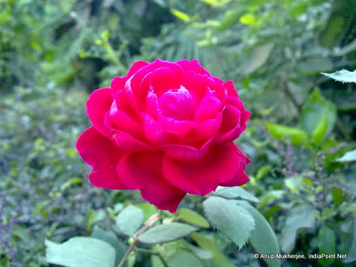 Rose at Home Garden