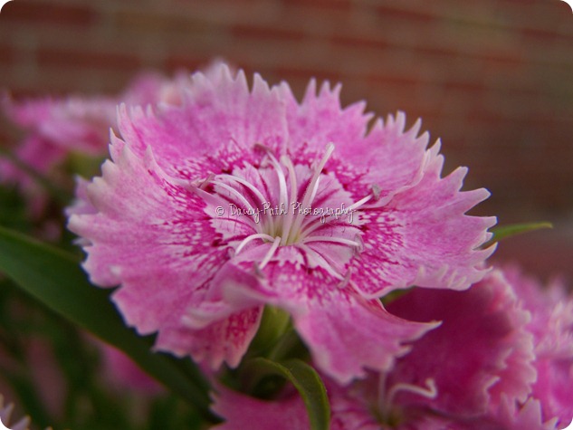 Dianthus - Click to Enlarge Dianthus - Click to Enlarge