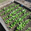 Bok Choi "Long White Stalk"