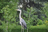 20100520_733_N_London .JPG Photo