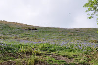 20100524_1404_N_England.JPG Photo