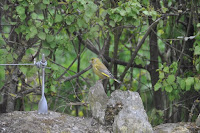 20100525_1656_N_England.JPG Photo