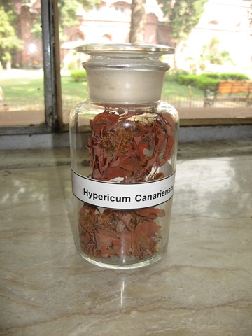 [hypericum canariensis - specimen identification is pharmacology[2].jpg]