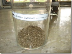 cumin cyminium - sufaid zeera-specimen identification cumin