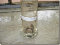 nux vomica seeds - pharmacology specimen for identification