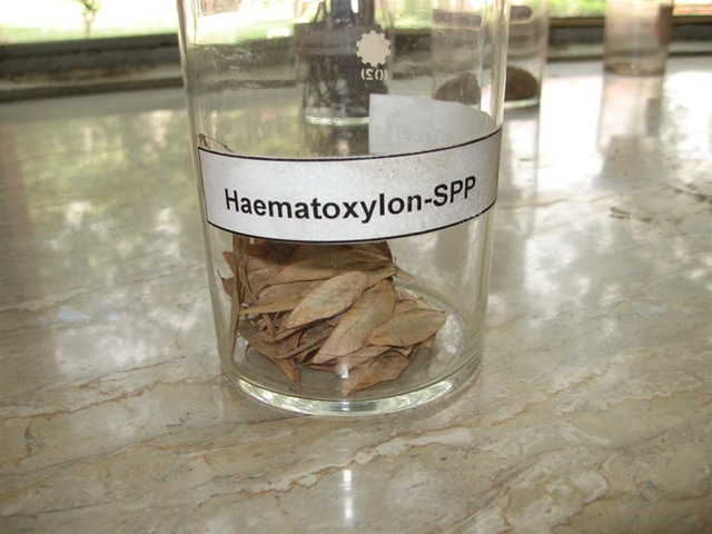[haematoxylon-long wood tree[2].jpg]