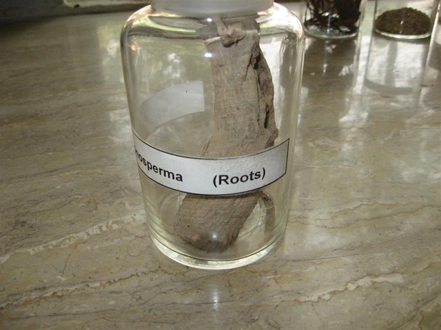 [butea monosperma root identification[2].jpg]