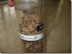 senna leaves -pharmacology lab specimen