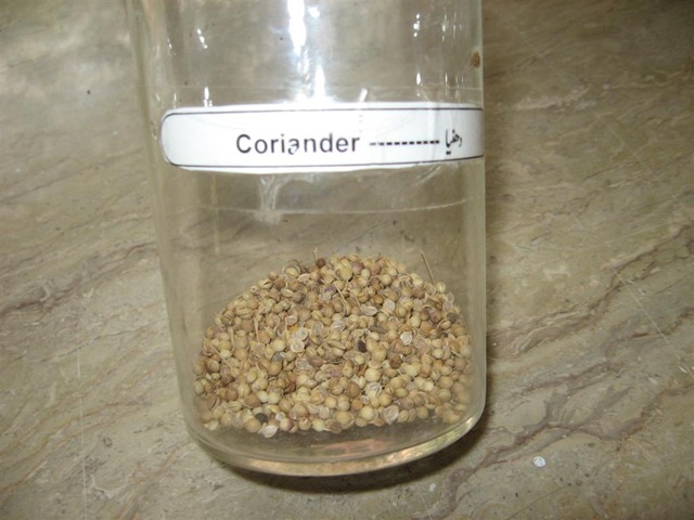 [coriander specimen -pharma lab[2].jpg]