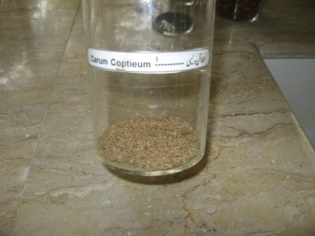 [carum coptieum-ijwayein - specimen[2].jpg]
