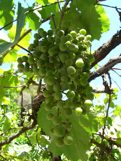 Abbazia de San Fruttuoso - grape arbor