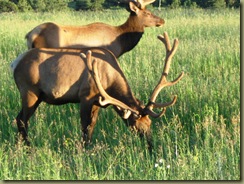 bull elk #1