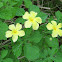 Balsam Apple / Cundeamor