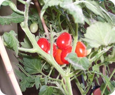 Pomodori (1)