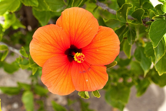 [HawaiiBlog005[4].jpg]