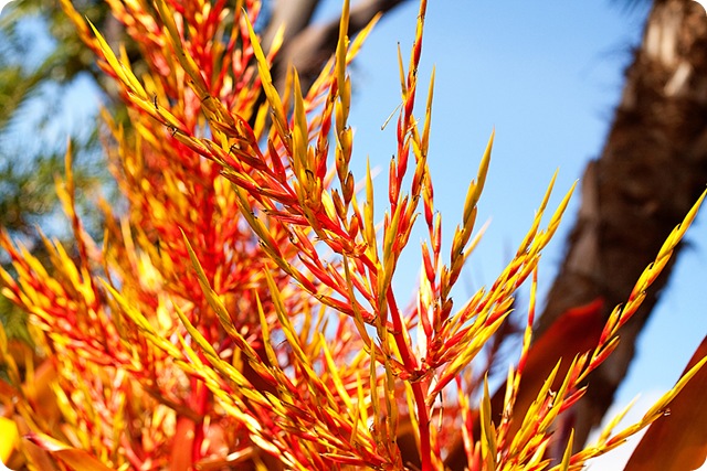 HawaiiBlog027