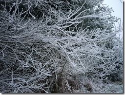 branches covered with ice