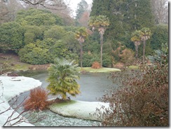 palmtrees in icebound lake