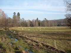 Fields with stream