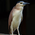 PB291805.JPG, We came home to find this Nankeen night heron on our balcony., Cocos