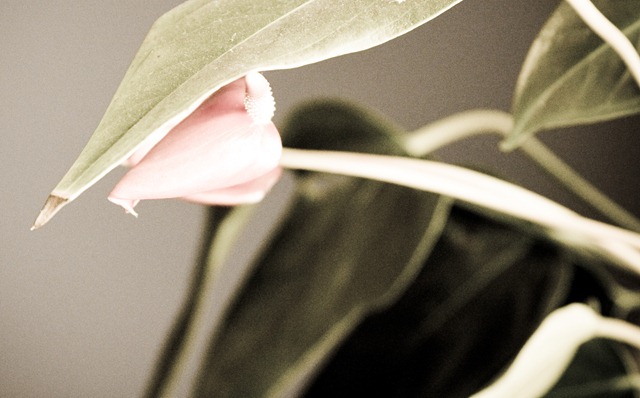 [office flower (1 of 1)[3].jpg]