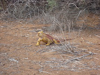 Another land iguana further inland