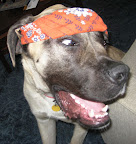 Duke Bandana