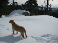 Dog at the top