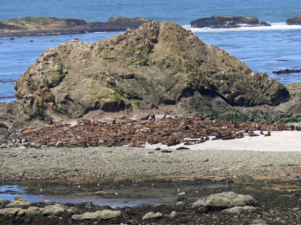 [Simpson Reef Sea lions[9].jpg]