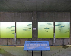 Trout Viewing Area Trout Viewing Area
