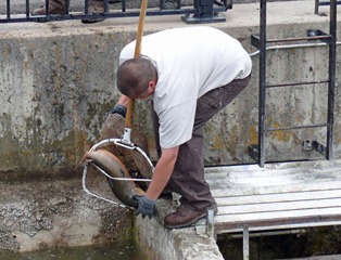 Brown Trout Transfer Brown Trout Transfer