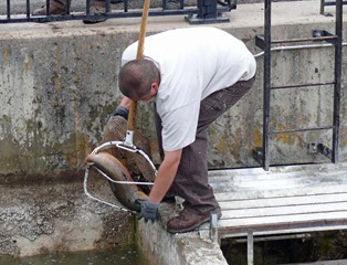 Brown Trout Transfer