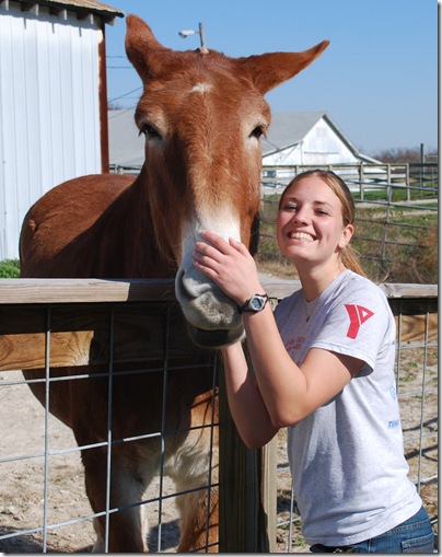 Mule3