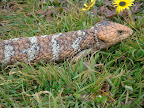 Friendly bluetongue