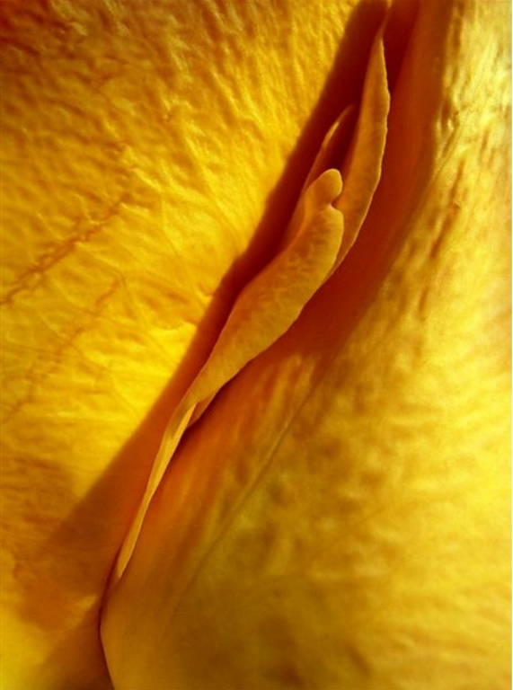 clitoris, DNL, flower, Focus, Focus Gallery DNL Inge Van Oeffelen, FocusGalleryDNLIngeVanOeffelen326091.jpg, funy, Gallery, Inge, Oeffelen, Van, yellow