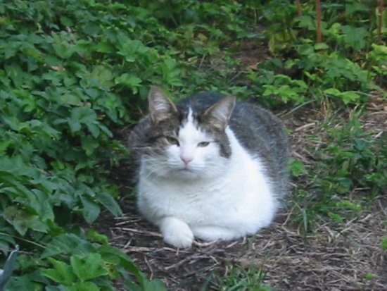 [Stompa in Summer Garden 1[3].jpg]
