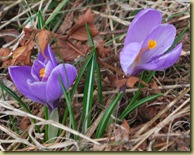 Late Spring this year - but at last 2 Crocuses