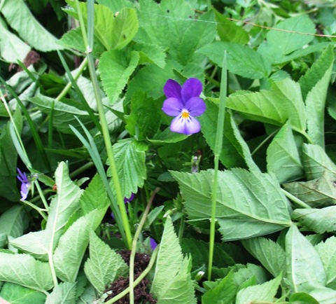 [Viola[8].jpg]